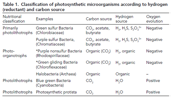 183_Light reactions in bacterial photosynthesis.png